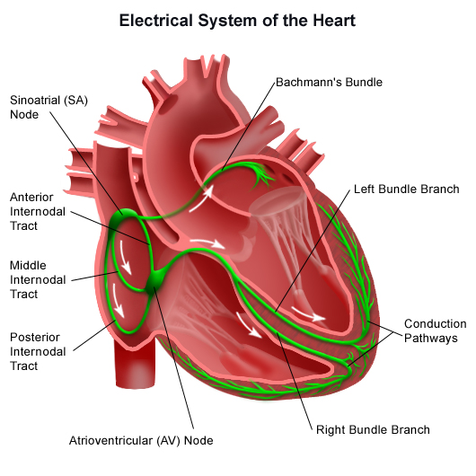 ECG parts - Conductions